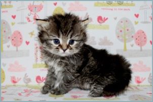 Male Siberian Kitten from Deedlebug Siberians